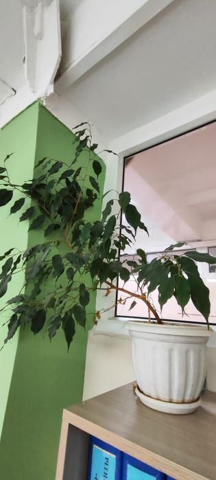 Продам цветы не дорого