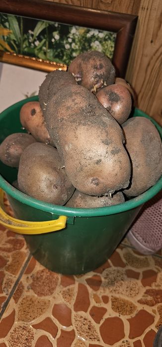 Продам картошку домашнию