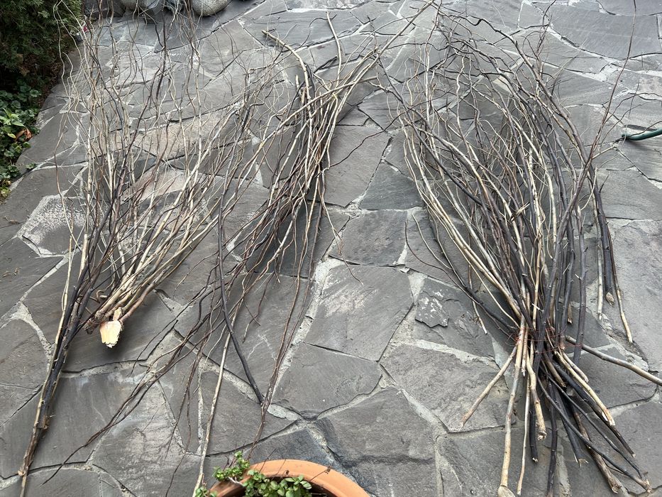 Извилистые ветки ивы, березы