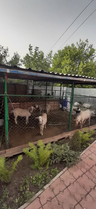 Козье молоко с доставкой на дом!