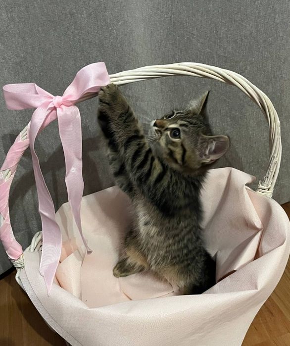 Котенок отдам даром
