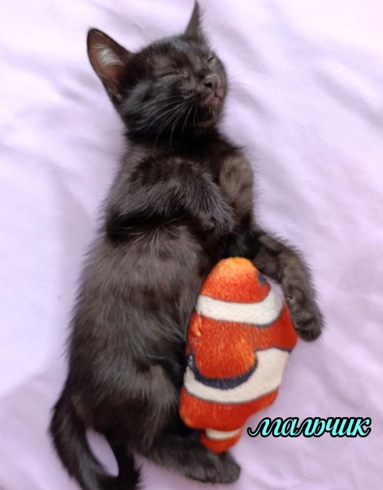 Домашние котята ищут любящих хозяев
