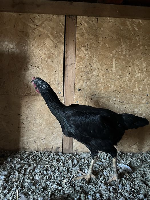 Курица бойцовая 15000