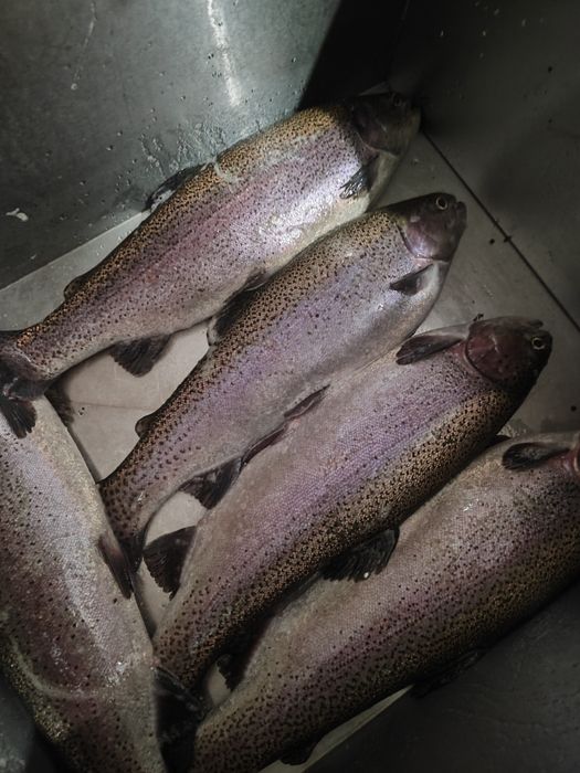 Продаём живую форель Астана