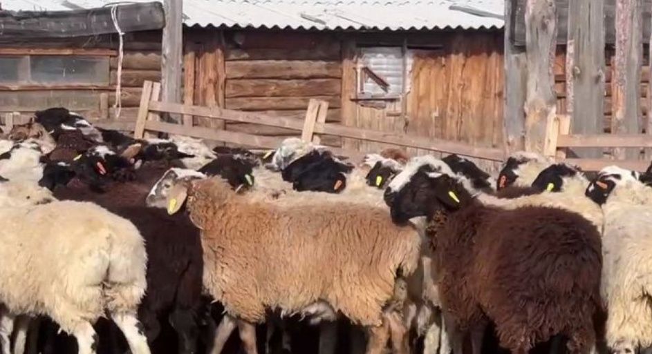 Срочно продам овец две головы матки