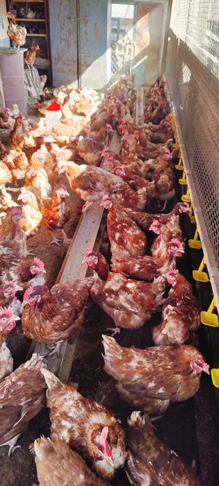 Куры Ломан браун