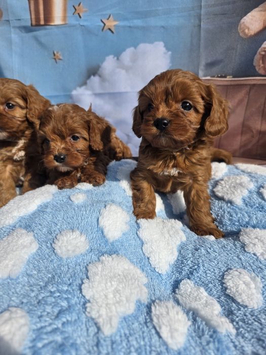 Кавапу момчета /Cavapoo