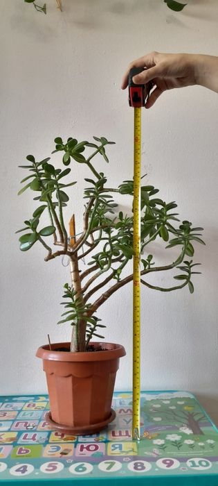 Комнотные цветы денежное дерево