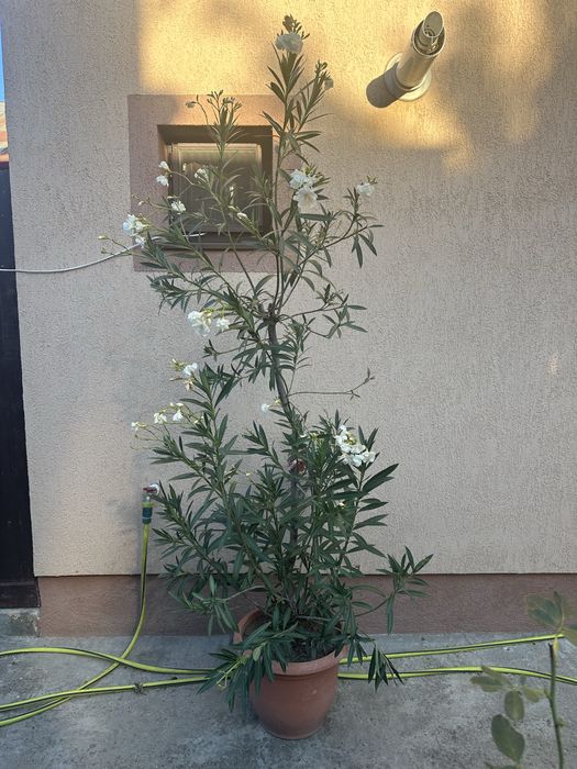 Flori interior/exterior