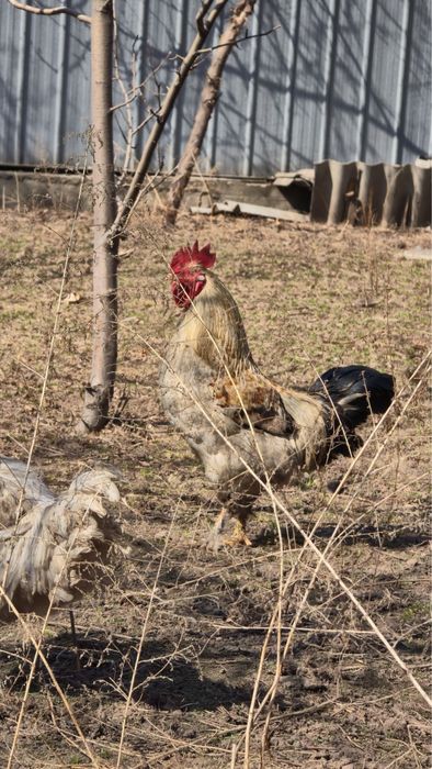 Үй әтеші сатылады. 9 штугі бар 9 айлық