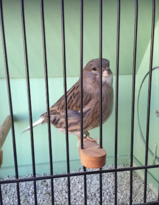 Канарчета Глостер