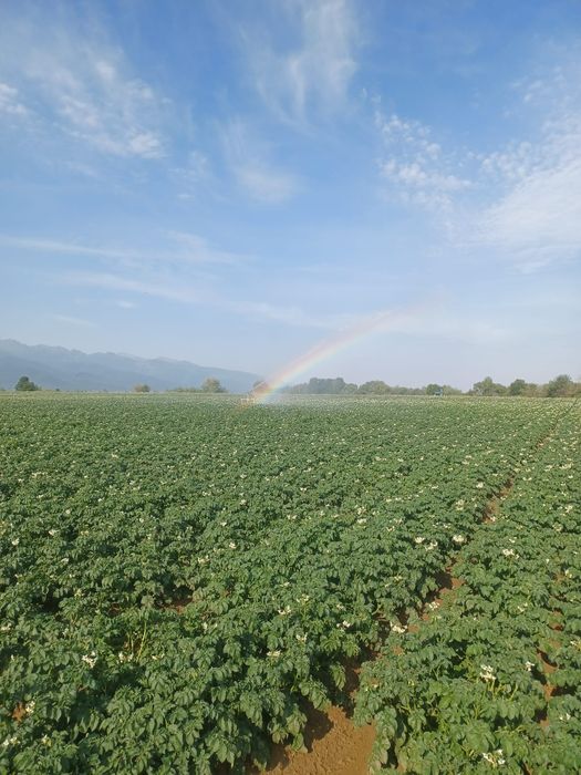 Cartofi de samanta din elita soi riviera