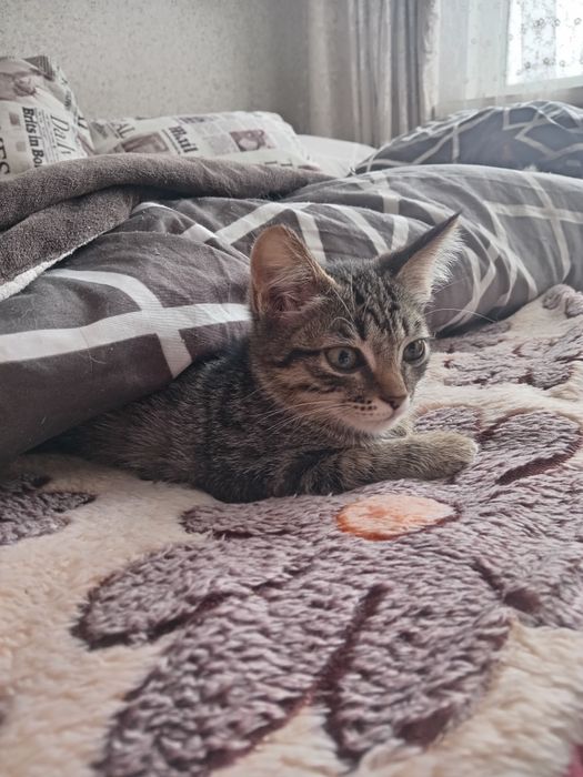 Котенок мальчик в добрые руки