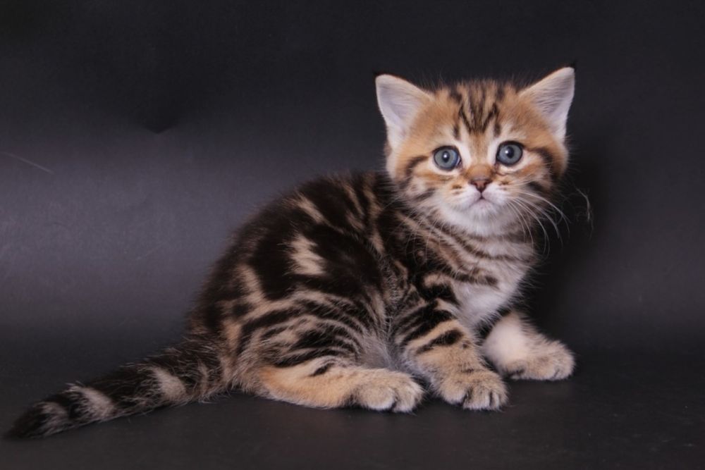 котята табби британцы