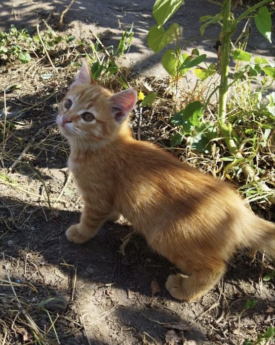 Котята г.Шу кошка кот