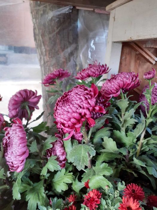 Lichidare stoc crizanteme la ghiveci, buche si radacini