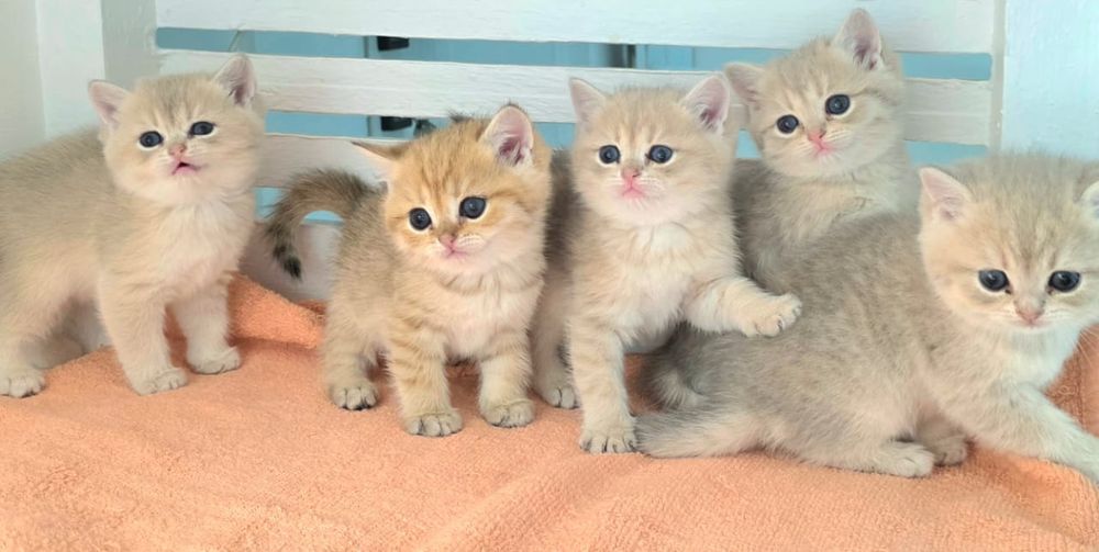 Котята БриТашКи ОчаРоваШки