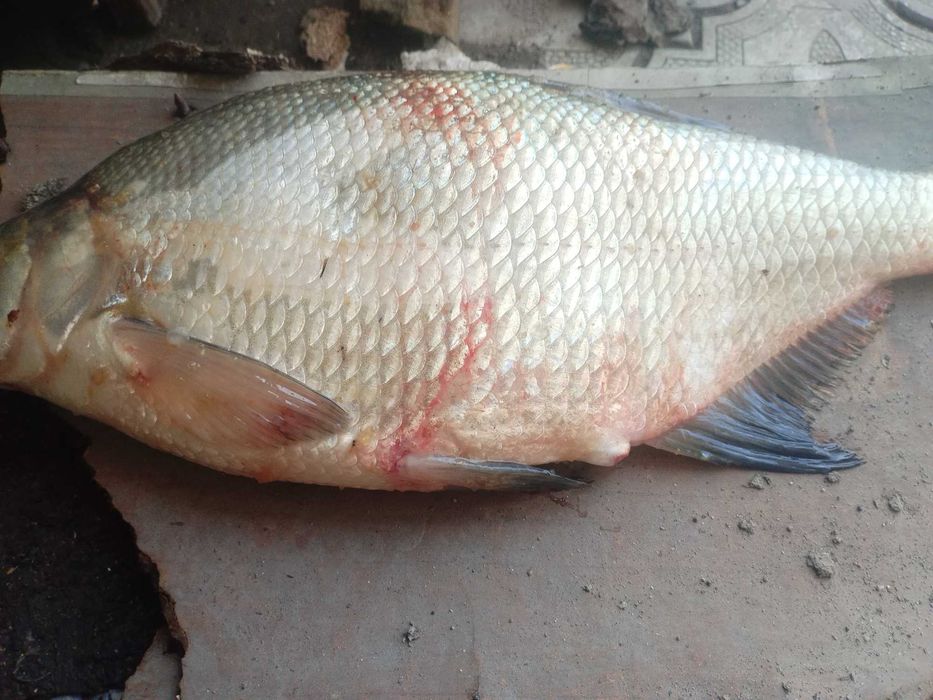 продаю свежую рыбу