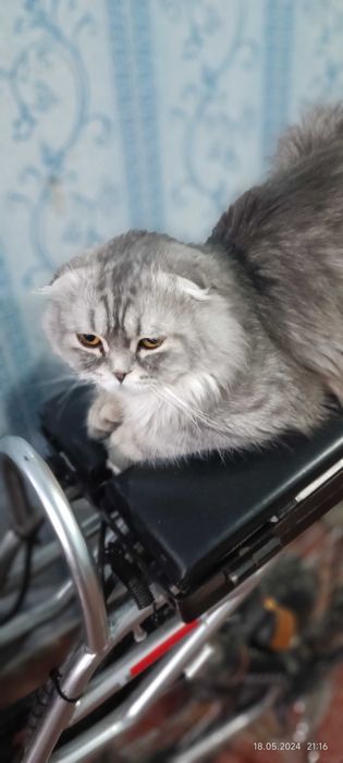 Продаётся кошки, Британка страйт и Шотландец выслаухий