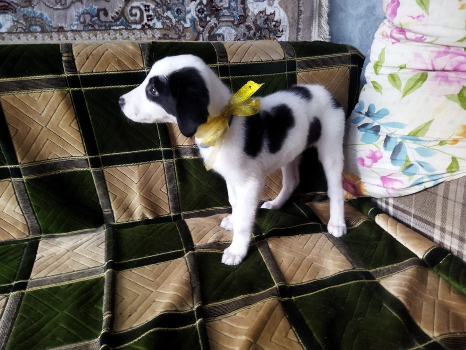 Щенки! В ОПИСАНИЕ!!!