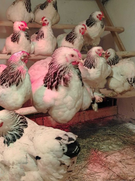 Preiau comenzi pentru ouă pentru incubat.