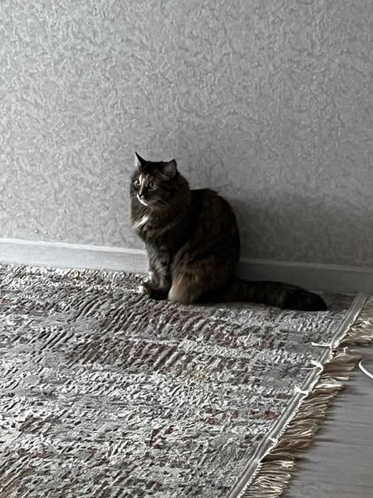 Отдам кошку в хорошие руки