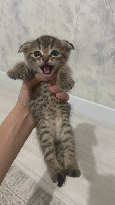 Шотландские кошки