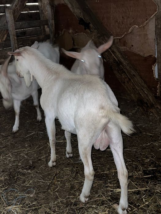 Țapi rasa sannen