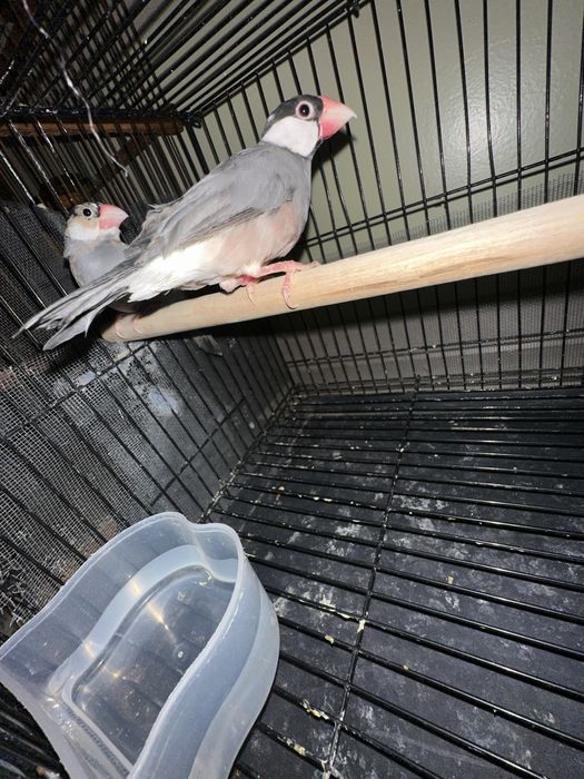 Risviy amadinka tayyor