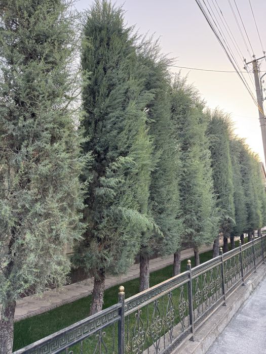 Archa Arizoniski kiparis sotiladi boyi 7m