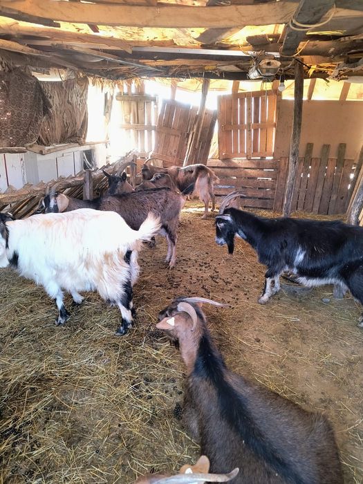 Vând animale domestice