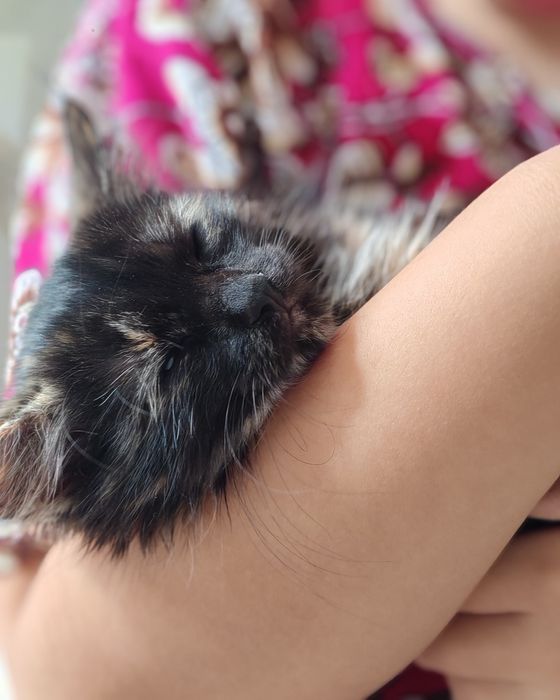 Мысық тегін берем