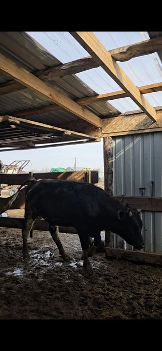 Быки Голштины. Симентал