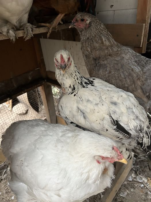 Тауықтар сатылады