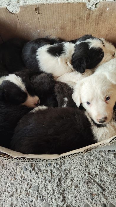 Caini pentru adoptie