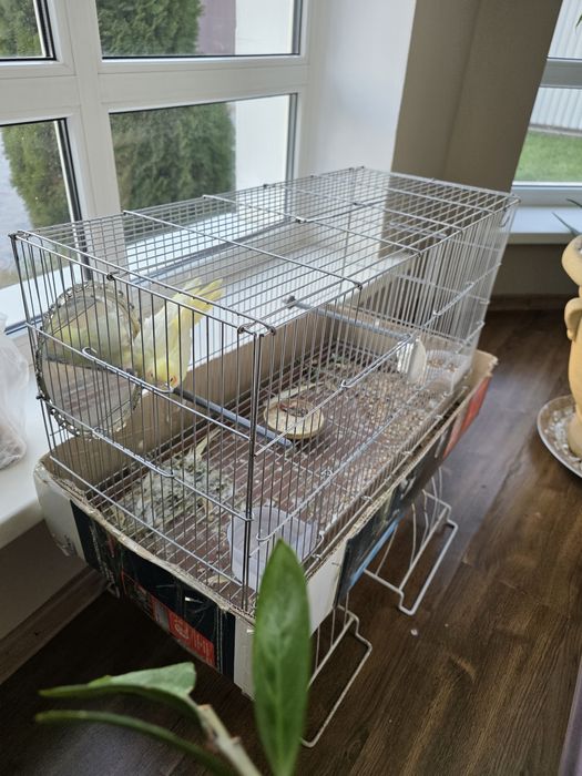 Попугай и клетка