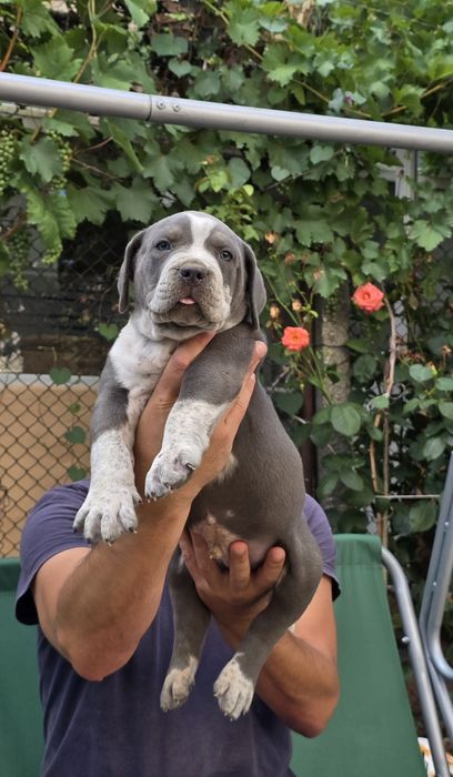 Американско були ХЛ/American Bully XL