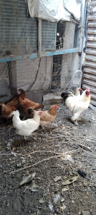 Продаются куры и петух