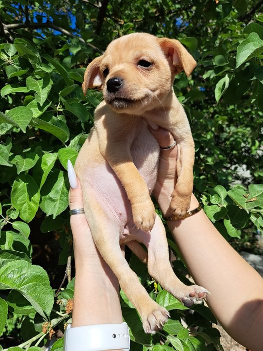 Продам карликового пинчера