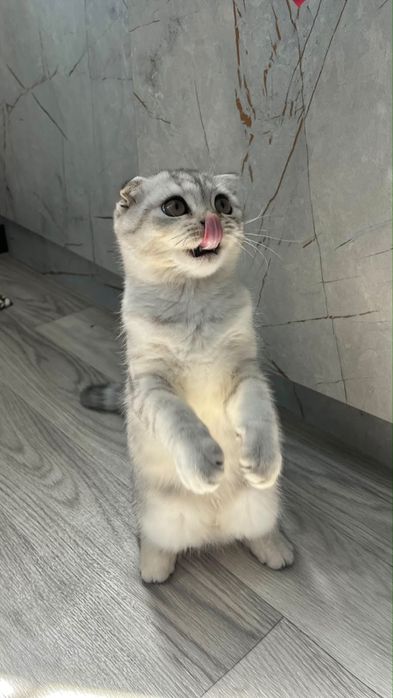 Кошка вислоухо (чистая)