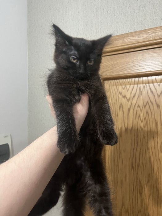 отдам котенка девочку.