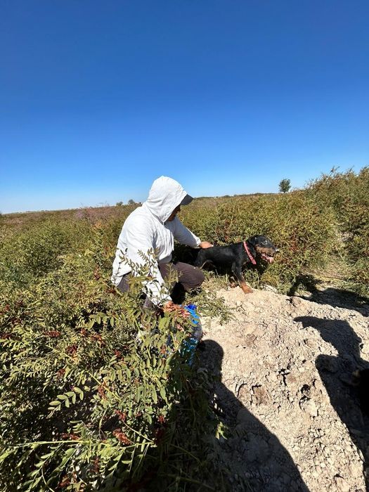 ягдтерер только вязка