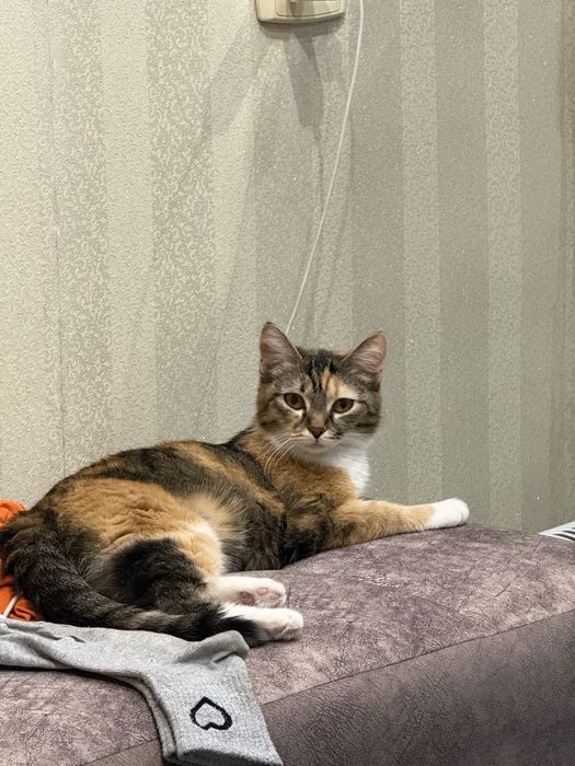 Ищет дом кошка Солди (около 2 лет)