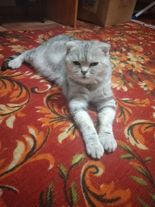 Продам котят.  Не дорого.