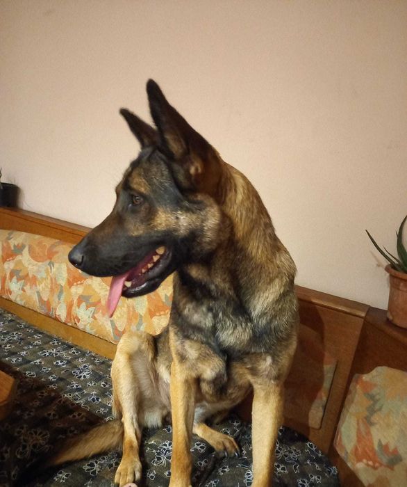 Petsitting & dresaj caini - experienta cu caini dificili/ anxiosi