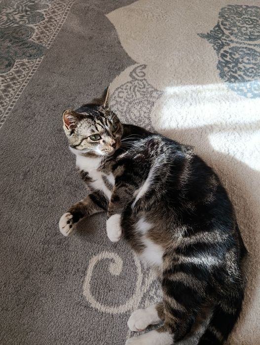 Аристократ, мальчик 2 года