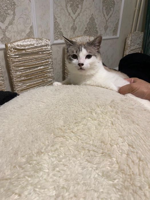 Отдам котёнка и кошелёк в добрые рукм