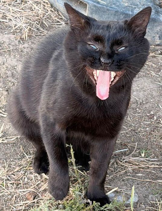 Adoptie motan pisic
