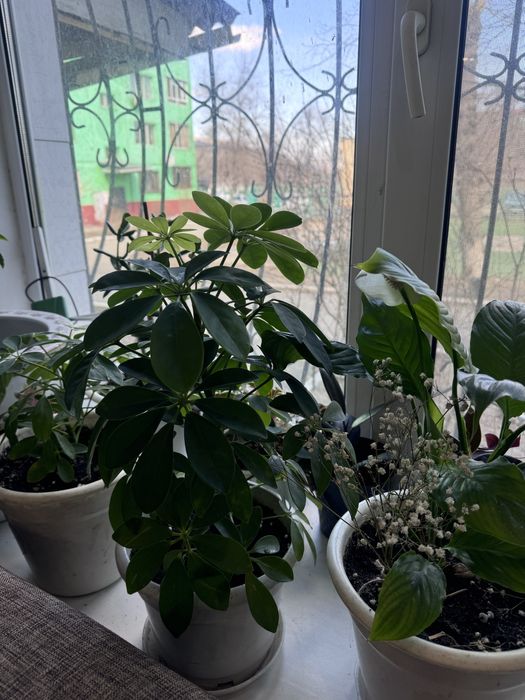 Драцена, шеффлера, бабочки два вида