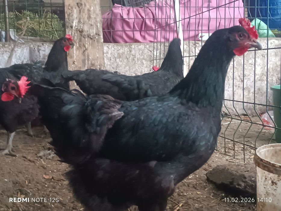 Qora shaxzoda gigant tuxum jo'jalariga zakaz olamiz